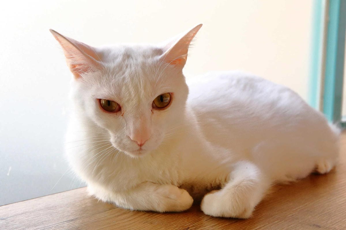 【食。台北】日安 Ciao〜古亭/早午餐帕尼尼。起司瀑布的邪惡美食！