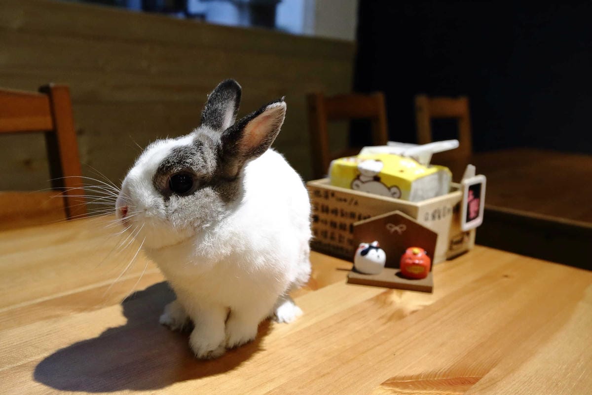 【食。台北】萌萌食堂〜民權西路站/早午餐輕食。超可愛的日式雜貨小屋，好想整間店扛回家，可愛店狗、店兔陪伴消磨美好時光…