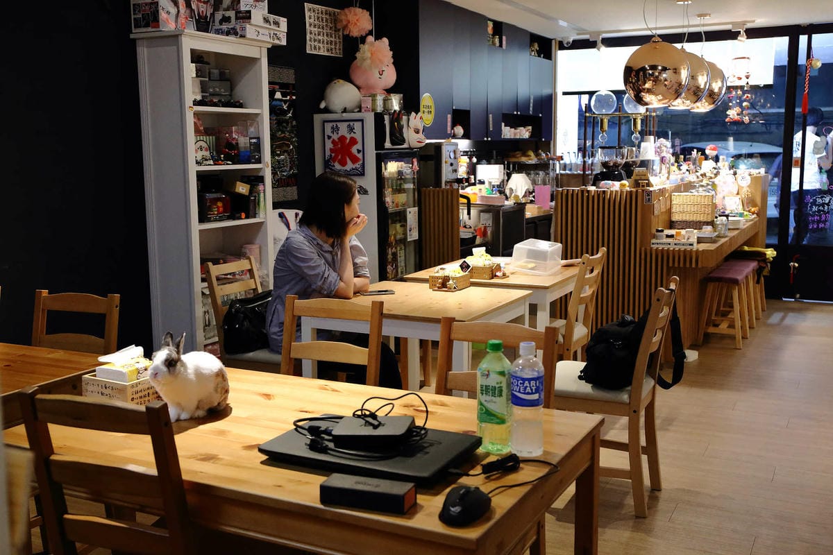 【食。台北】萌萌食堂〜民權西路站/早午餐輕食。超可愛的日式雜貨小屋，好想整間店扛回家，可愛店狗、店兔陪伴消磨美好時光…