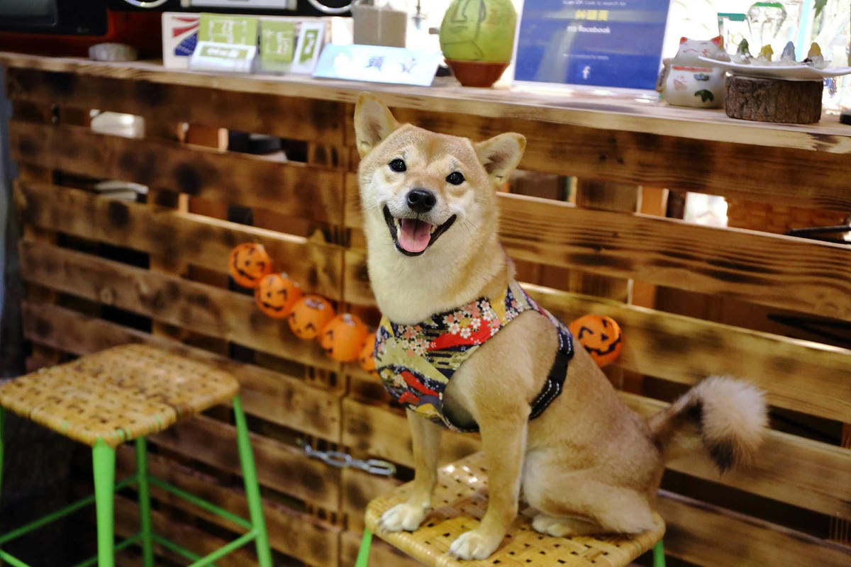 【食。板橋】艸頭黃〜IG打卡新亮點！hey！dum dum！復活島「摩艾」石像可愛系冰品超萌登場！(已歇業)