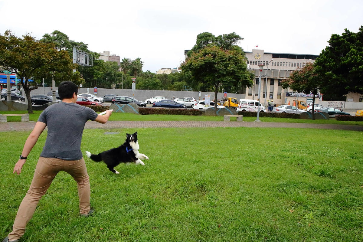 【動物星球】2017動保桃花園-打造桃樂動物友善城市〜桃園動保處 / 貓狗認養 / 領養代替購買 ,毛寶貝們誓言寵牠一輩子!