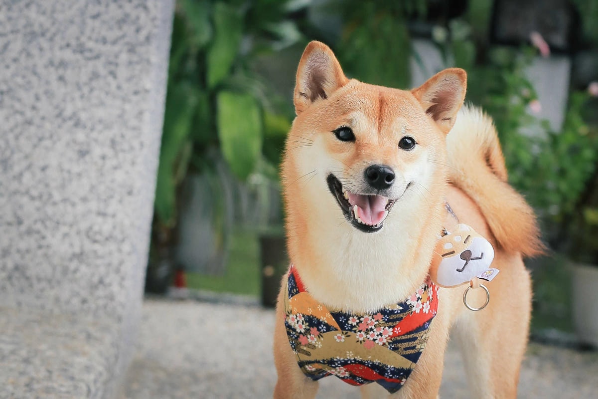 【動物星球】2017動保桃花園-打造桃樂動物友善城市〜桃園動保處 / 貓狗認養 / 領養代替購買 ,毛寶貝們誓言寵牠一輩子!