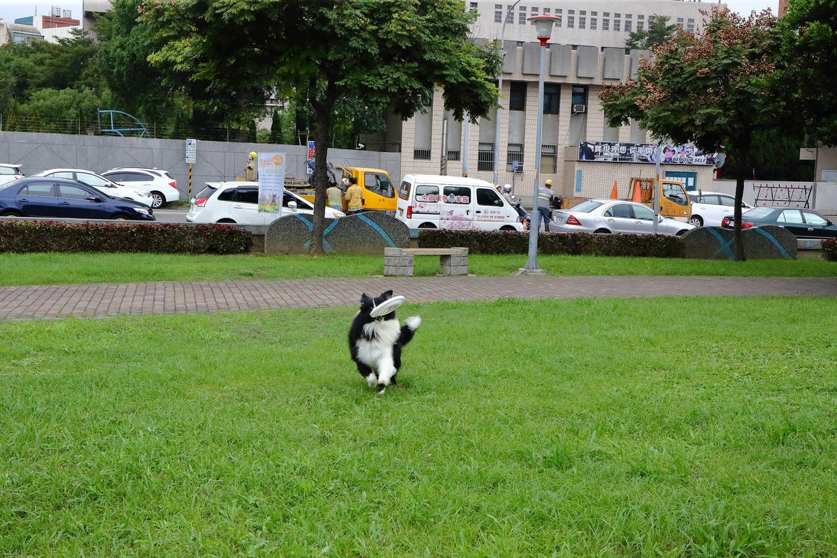 【動物星球】2017動保桃花園-打造桃樂動物友善城市〜桃園動保處 / 貓狗認養 / 領養代替購買 ,毛寶貝們誓言寵牠一輩子!
