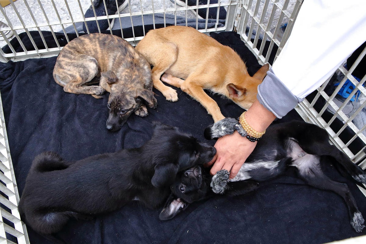 【動物星球】2017動保桃花園-打造桃樂動物友善城市〜桃園動保處 / 貓狗認養 / 領養代替購買 ,毛寶貝們誓言寵牠一輩子!