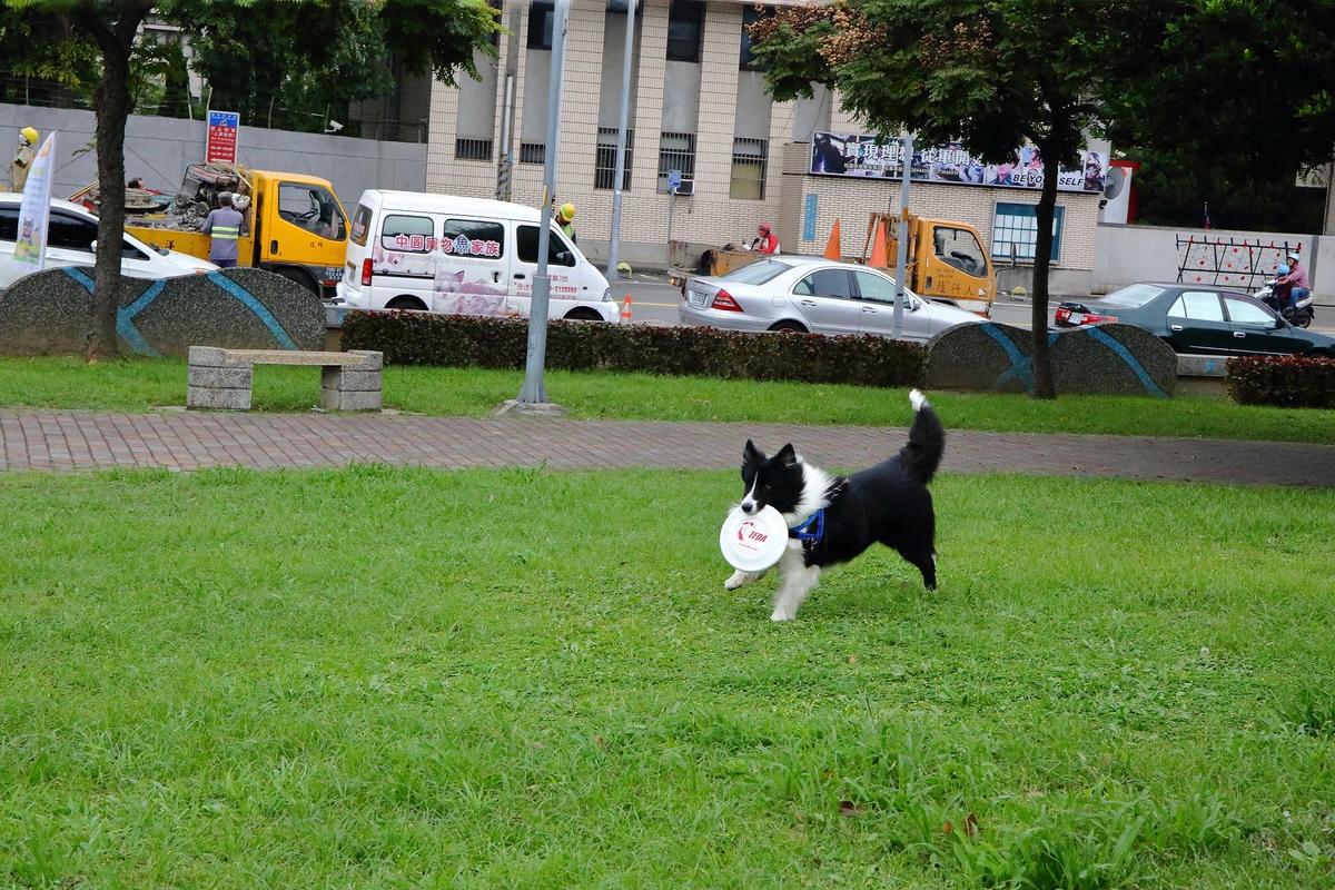 【動物星球】2017動保桃花園-打造桃樂動物友善城市〜桃園動保處 / 貓狗認養 / 領養代替購買 ,毛寶貝們誓言寵牠一輩子!