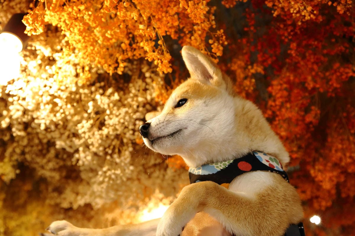 【食。台北】屋琥甜冰品〜冬日到，來碗熱呼呼的暖心甜湯！最新IG打卡美食，中正紀念堂冰品，浪漫繽紛乾燥花海