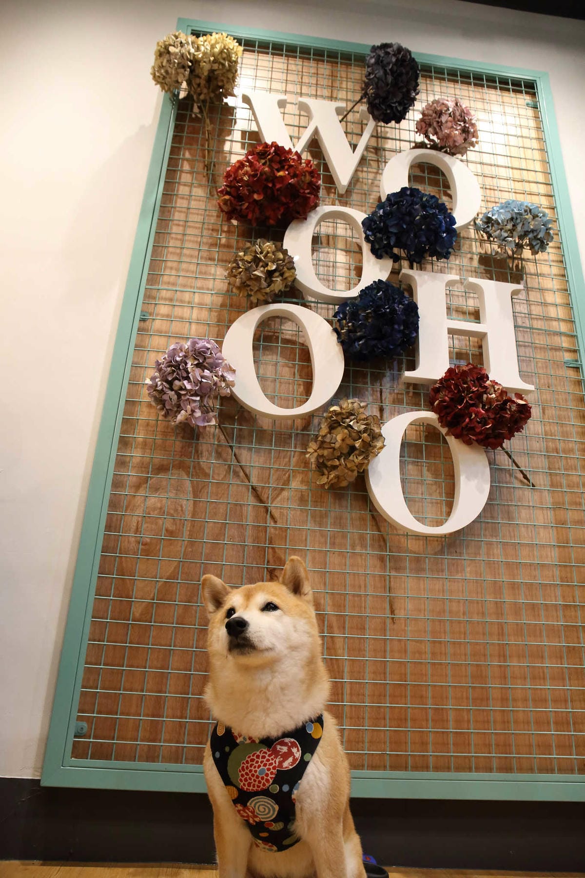 【食。台北】屋琥甜冰品〜冬日到，來碗熱呼呼的暖心甜湯！最新IG打卡美食，中正紀念堂冰品，浪漫繽紛乾燥花海