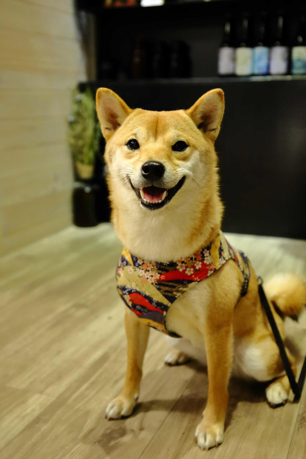 【食。桃園】未秧咖啡〜桃園早午餐。寵物友善餐廳推薦,嚴選食材的美味人氣早午餐(已歇業)