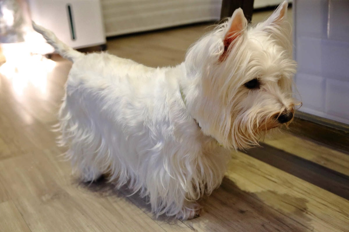 【食。桃園】未秧咖啡〜桃園早午餐。寵物友善餐廳推薦,嚴選食材的美味人氣早午餐(已歇業)