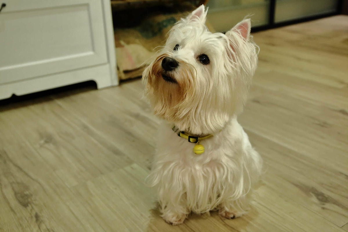 【食。桃園】未秧咖啡〜桃園早午餐。寵物友善餐廳推薦,嚴選食材的美味人氣早午餐(已歇業)