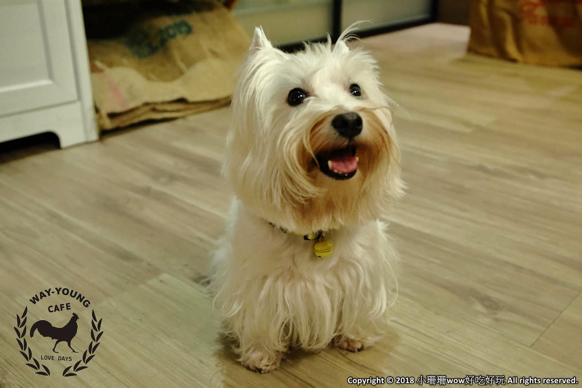 【食。桃園】未秧咖啡〜桃園早午餐。寵物友善餐廳推薦,嚴選食材的美味人氣早午餐(已歇業)