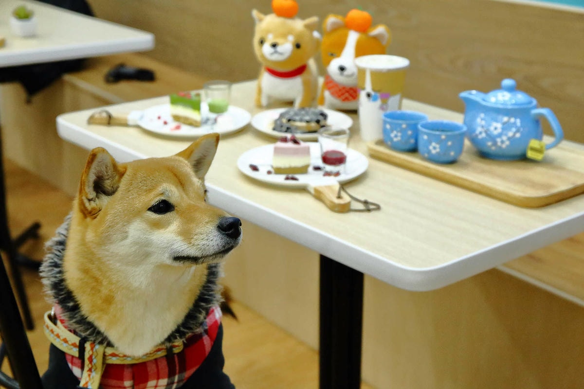 【食。永和】柯基燒點心舖〜新開店!IG打卡新熱點!隱身在小巷可愛甜品,還有歡樂泡湯球池(已歇業)