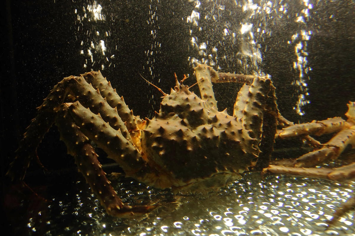 【食。桃園】圓味涮涮鍋(桃園店) 〜桃園火鍋。新鮮直送,澎派海鮮!想不到,火鍋也有這麼精緻的三層架!(已歇業)