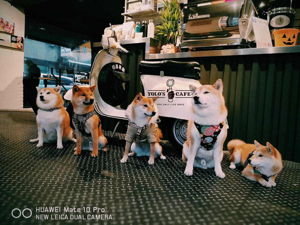 【食。台北】YOLO’s Cafe 合江店〜喝個咖啡吧！融合了運動吧與時下流行的文青咖啡館(寵物友善餐廳)