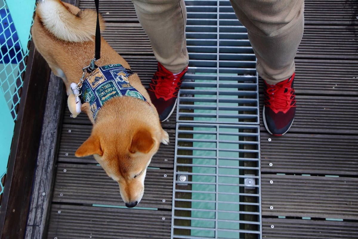 【遊。桃園】新溪口吊橋〜桃園新景點!全台最長吊橋,一個風景絕美,但耐力體力大考驗