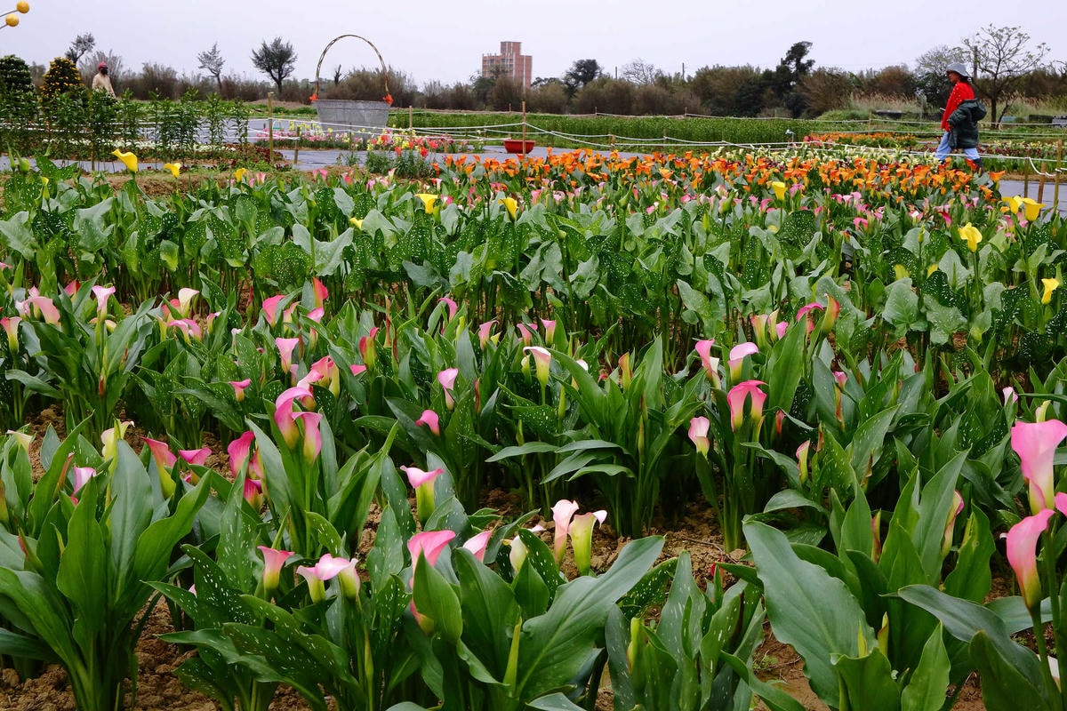 【遊。桃園】2018桃園彩色海芋季〜『戀人勝地,幸福桃園』,春遊放閃趣!整片彩色海芋花海田,展區搶先看!