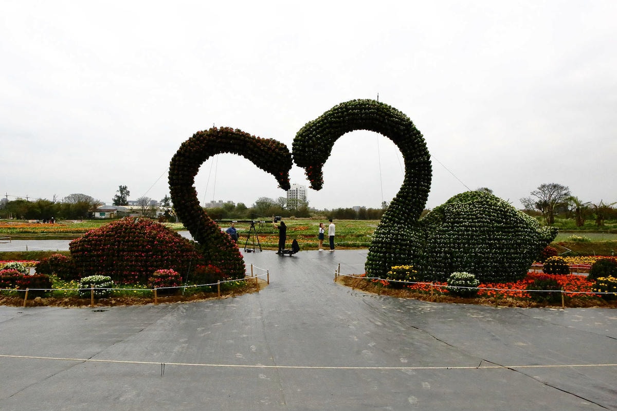 【遊。桃園】2018桃園彩色海芋季〜『戀人勝地,幸福桃園』,春遊放閃趣!整片彩色海芋花海田,展區搶先看!