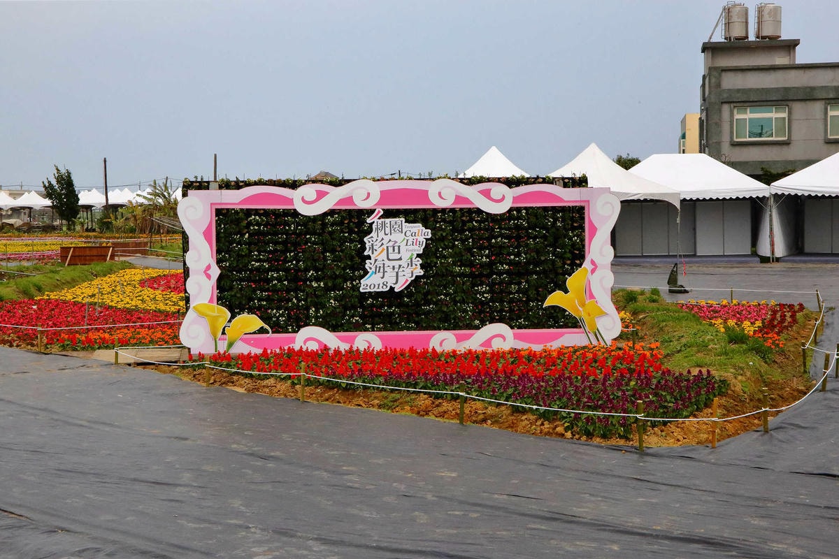 【遊。桃園】2018桃園彩色海芋季〜『戀人勝地,幸福桃園』,春遊放閃趣!整片彩色海芋花海田,展區搶先看!