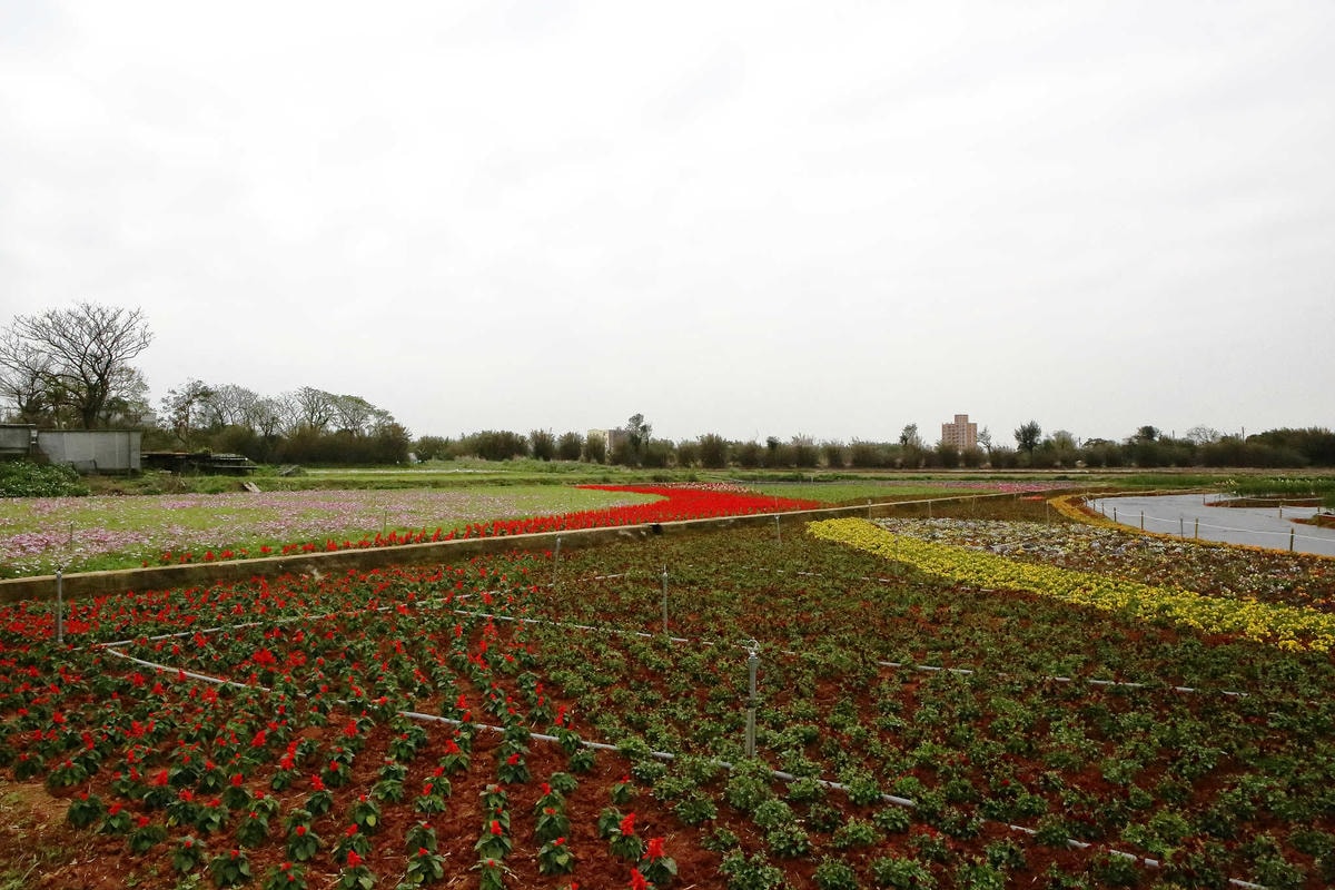 【遊。桃園】2018桃園彩色海芋季〜『戀人勝地,幸福桃園』,春遊放閃趣!整片彩色海芋花海田,展區搶先看!