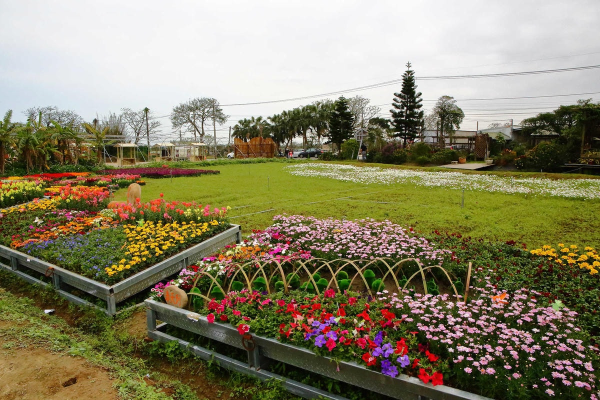 【遊。桃園】2018桃園彩色海芋季〜『戀人勝地,幸福桃園』,春遊放閃趣!整片彩色海芋花海田,展區搶先看!