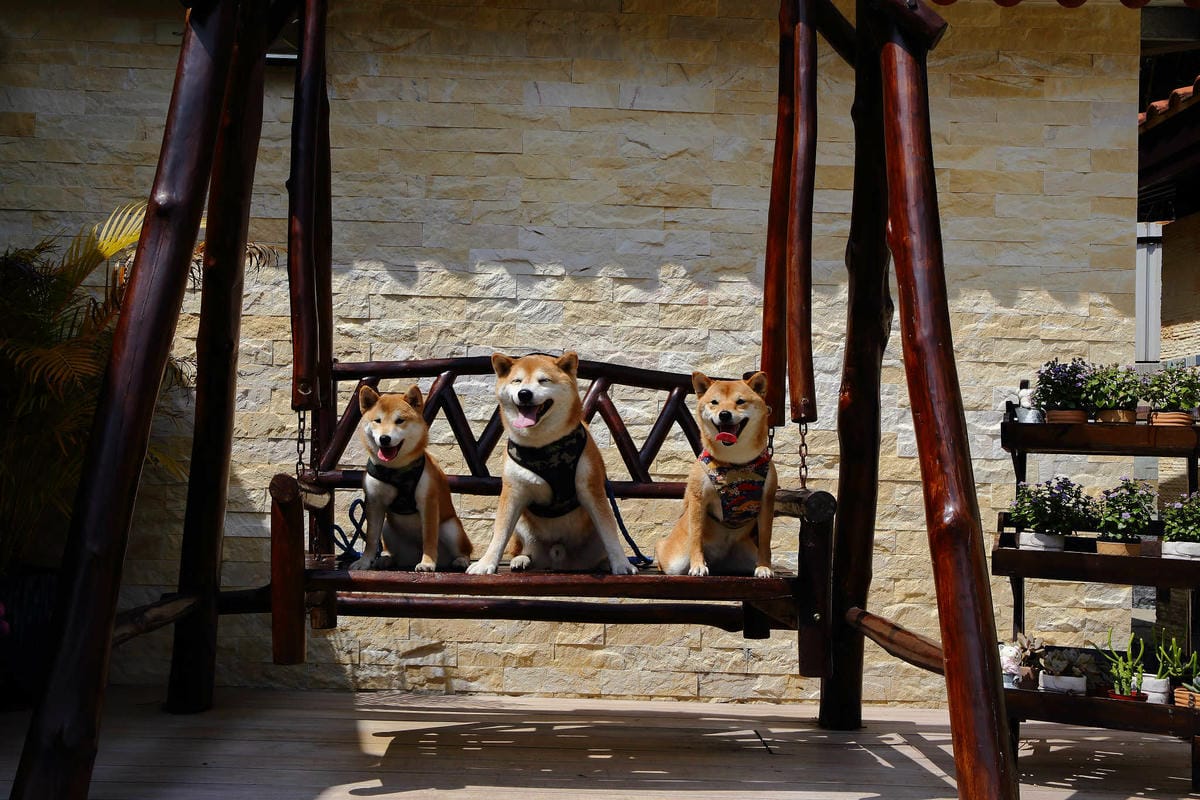 【食。苗栗】青松自在〜苗栗景觀餐廳。庭院×草皮×沙坑，適合遛孩子及毛小孩，有溫度家庭溫馨感的咖啡廳