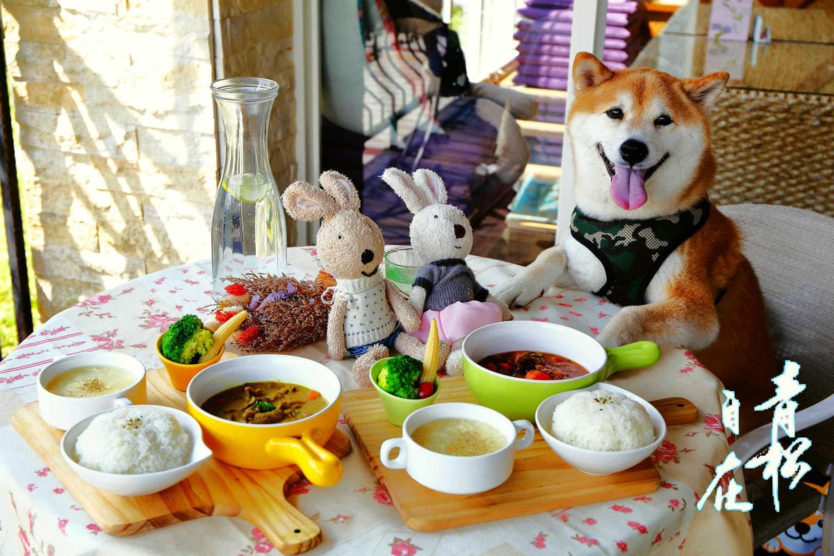 【食。苗栗】青松自在〜苗栗景觀餐廳。庭院×草皮×沙坑，適合遛孩子及毛小孩，有溫度家庭溫馨感的咖啡廳