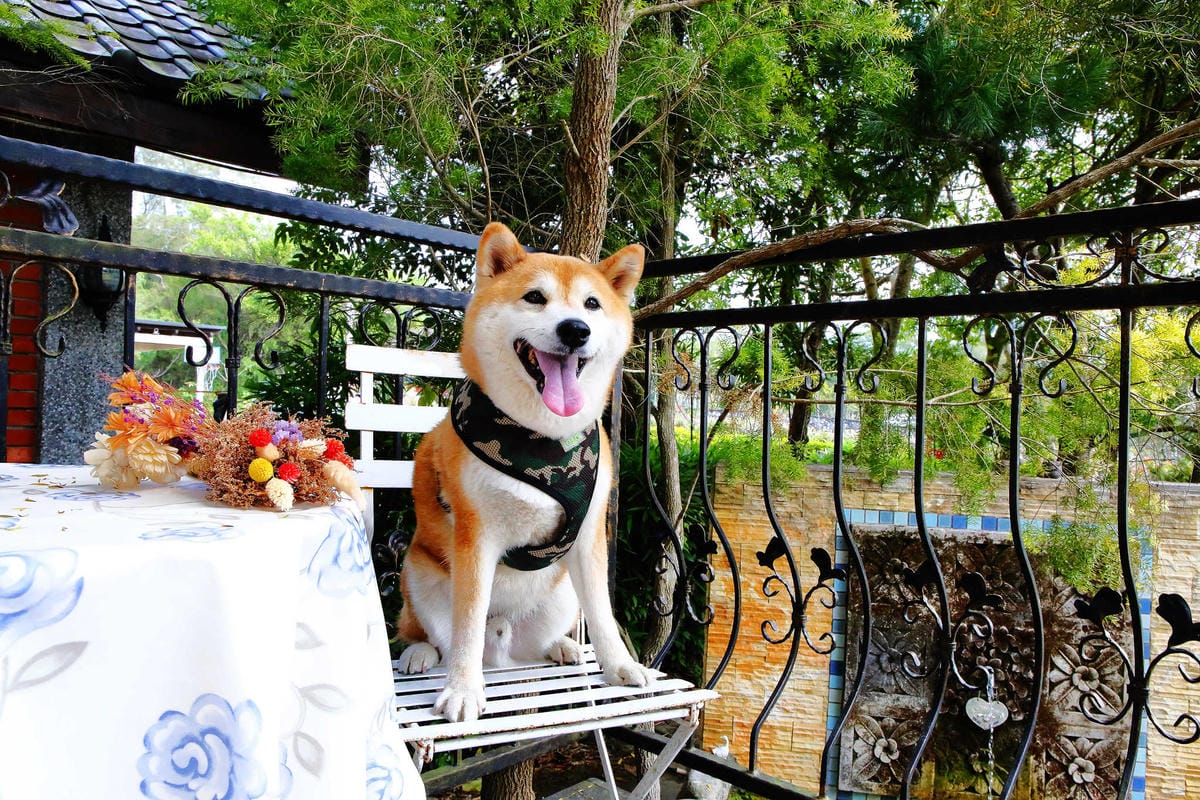 【食。苗栗】青松自在〜苗栗景觀餐廳。庭院×草皮×沙坑，適合遛孩子及毛小孩，有溫度家庭溫馨感的咖啡廳