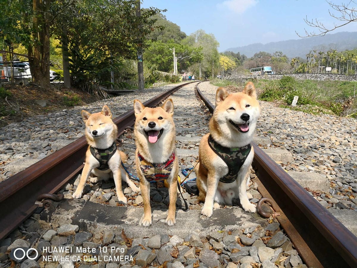 【食。苗栗】青松自在〜苗栗景觀餐廳。庭院×草皮×沙坑，適合遛孩子及毛小孩，有溫度家庭溫馨感的咖啡廳