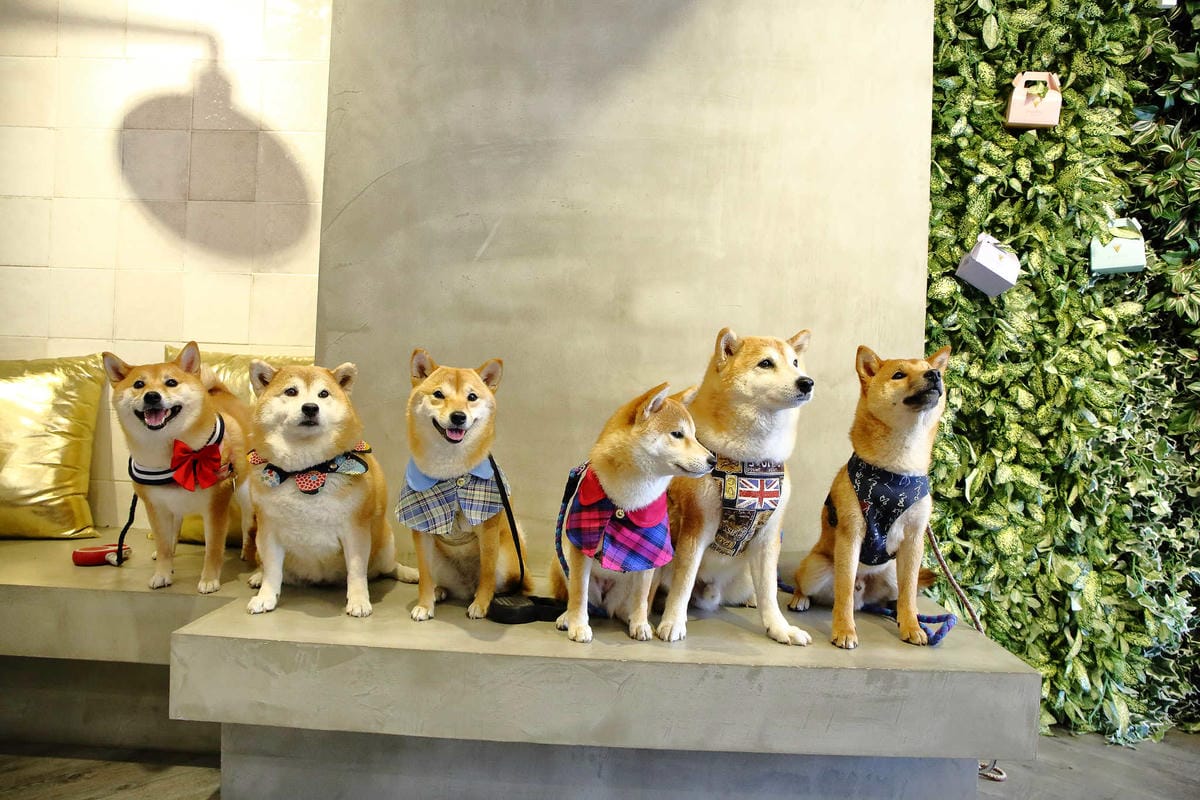 【食。桃園】Piepai Cafe’〜好好拍景點餐廳推薦。超美的室內花草植物牆，網美新打卡熱點！彩虹甜點，美到捨不得吃！(已歇業)