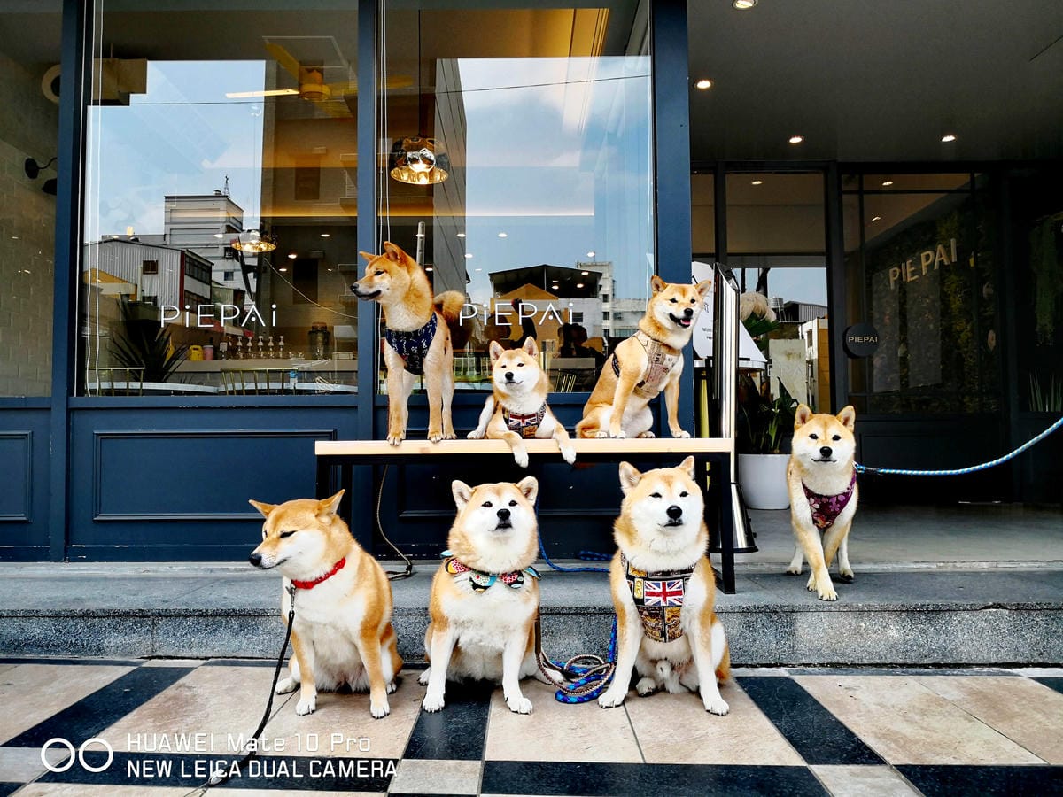 【食。桃園】Piepai Cafe’〜好好拍景點餐廳推薦。超美的室內花草植物牆，網美新打卡熱點！彩虹甜點，美到捨不得吃！(已歇業)