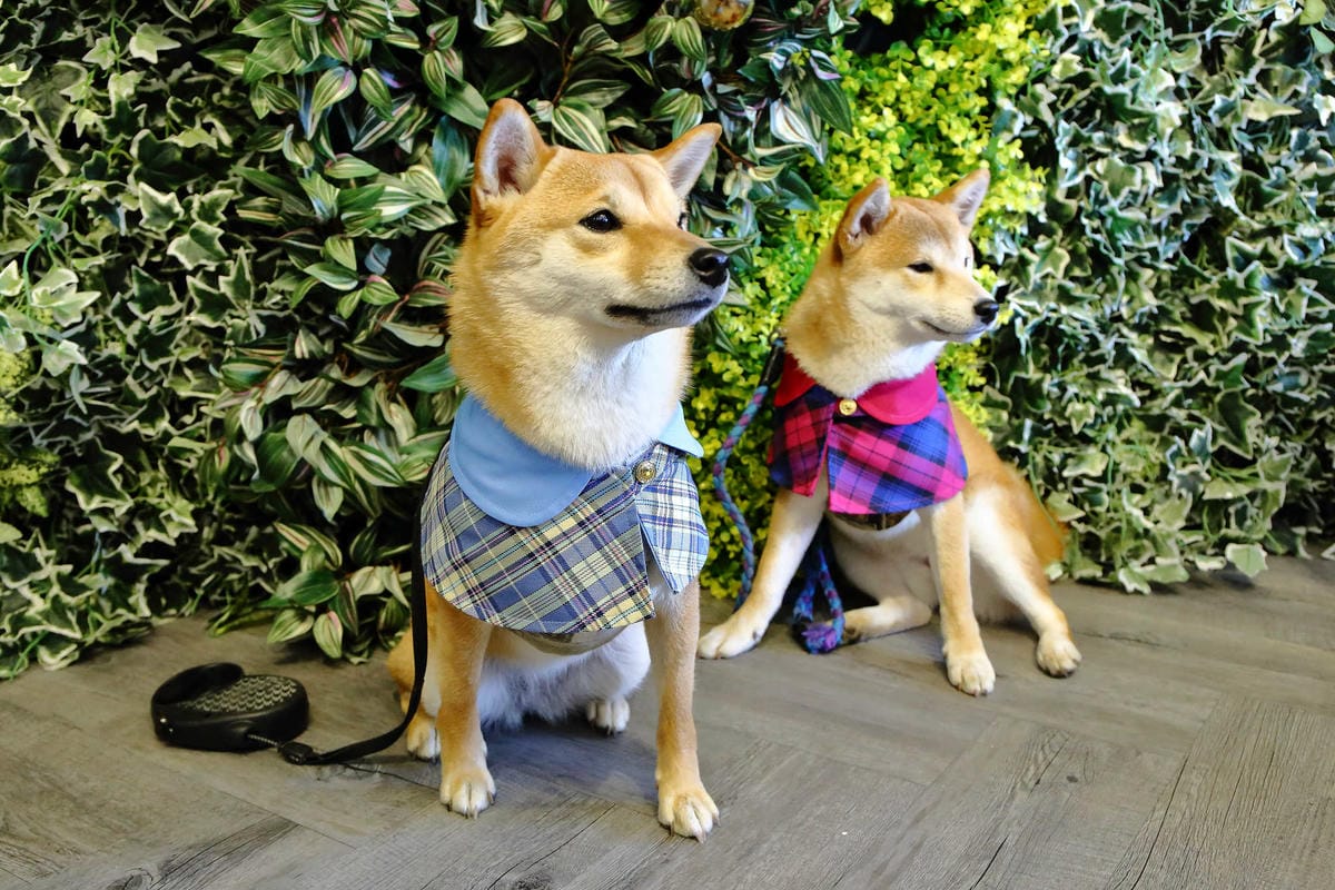 【食。桃園】Piepai Cafe’〜好好拍景點餐廳推薦。超美的室內花草植物牆，網美新打卡熱點！彩虹甜點，美到捨不得吃！(已歇業)