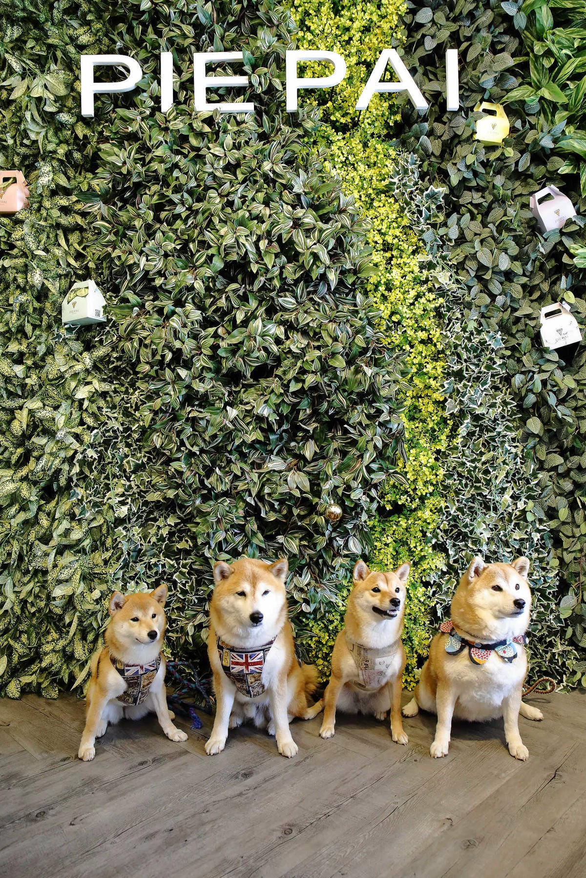 【食。桃園】Piepai Cafe’〜好好拍景點餐廳推薦。超美的室內花草植物牆，網美新打卡熱點！彩虹甜點，美到捨不得吃！(已歇業)