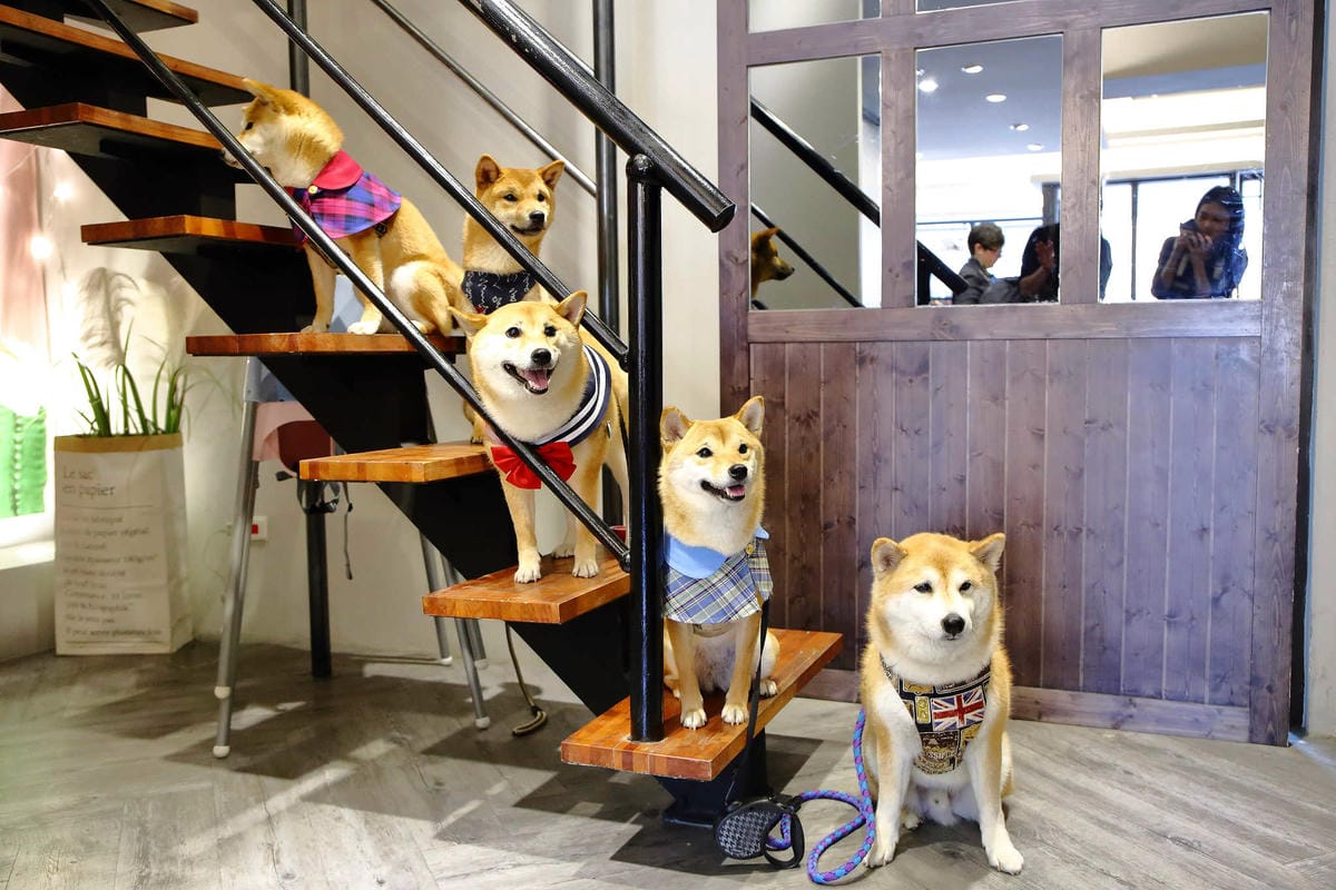 【食。桃園】Piepai Cafe’〜好好拍景點餐廳推薦。超美的室內花草植物牆，網美新打卡熱點！彩虹甜點，美到捨不得吃！(已歇業)