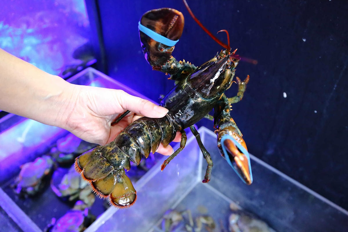 【食。中和】澎湖蒸鱻蒸氣火鍋〜中永和火鍋。超夯海鮮塔蒸氣火鍋來了,現撈波士頓龍蝦,活跳跳生猛海鮮,尚青ㄟ!(已歇業)