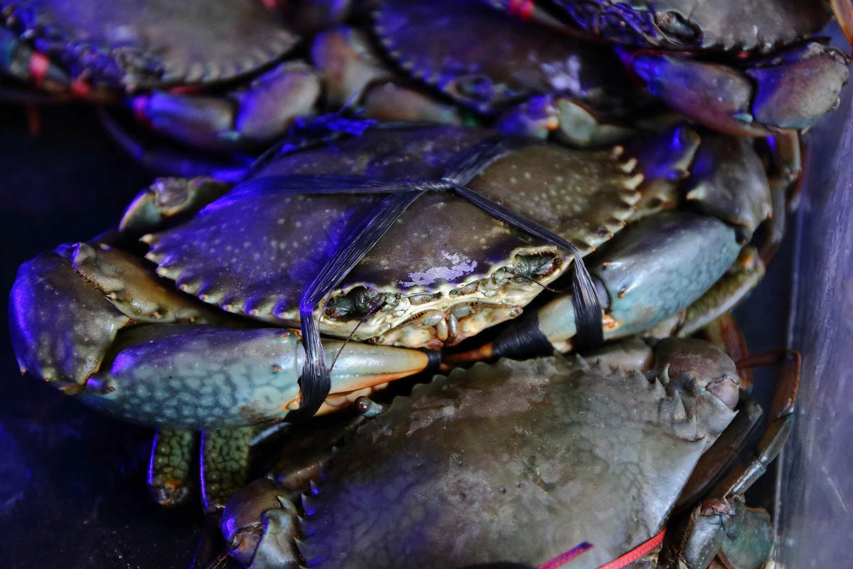 【食。中和】澎湖蒸鱻蒸氣火鍋〜中永和火鍋。超夯海鮮塔蒸氣火鍋來了,現撈波士頓龍蝦,活跳跳生猛海鮮,尚青ㄟ!(已歇業)