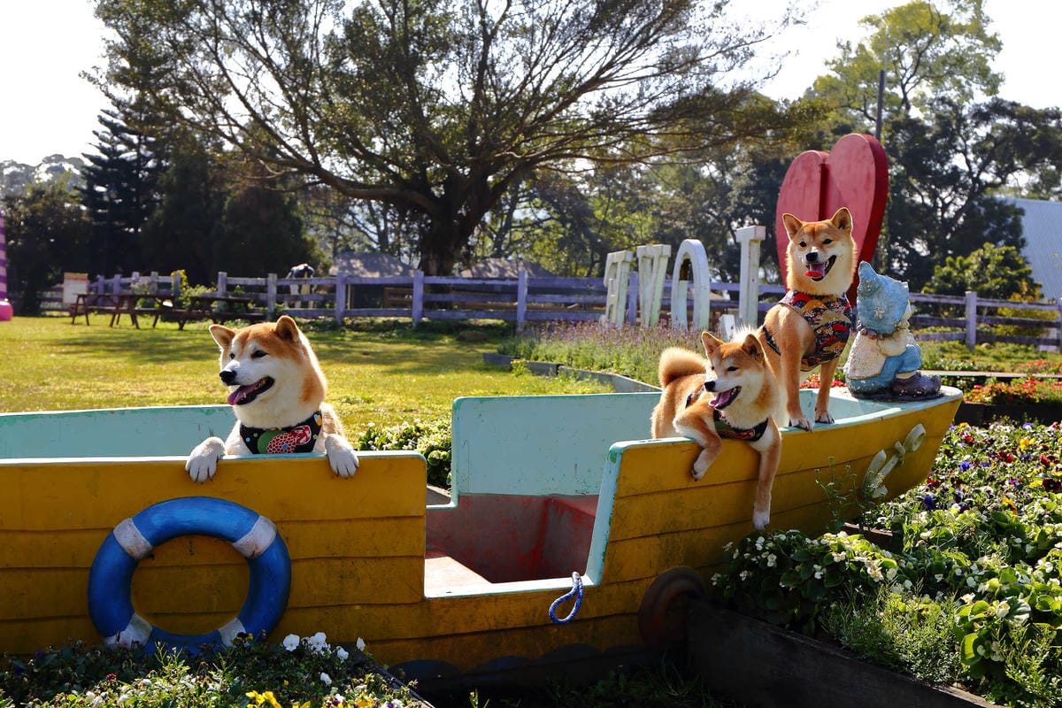 【遊。桃園】大溪花海農場〜打卡景點。復活節島的摩艾石像，帶毛小孩入花田賞花玩耍