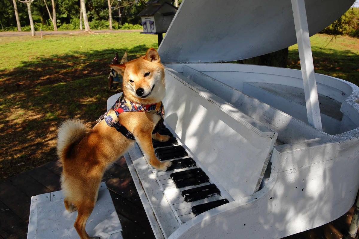 【遊。桃園】大溪花海農場〜打卡景點。復活節島的摩艾石像，帶毛小孩入花田賞花玩耍