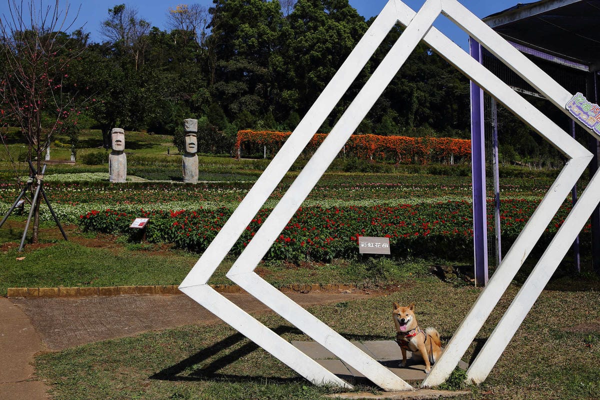 【遊。桃園】大溪花海農場〜打卡景點。復活節島的摩艾石像，帶毛小孩入花田賞花玩耍