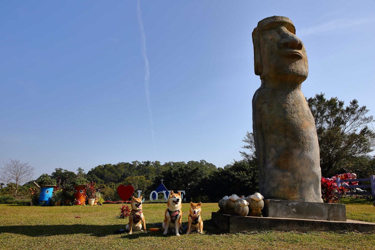 【遊。桃園】大溪花海農場〜打卡景點。復活節島的摩艾石像，帶毛小孩入花田賞花玩耍
