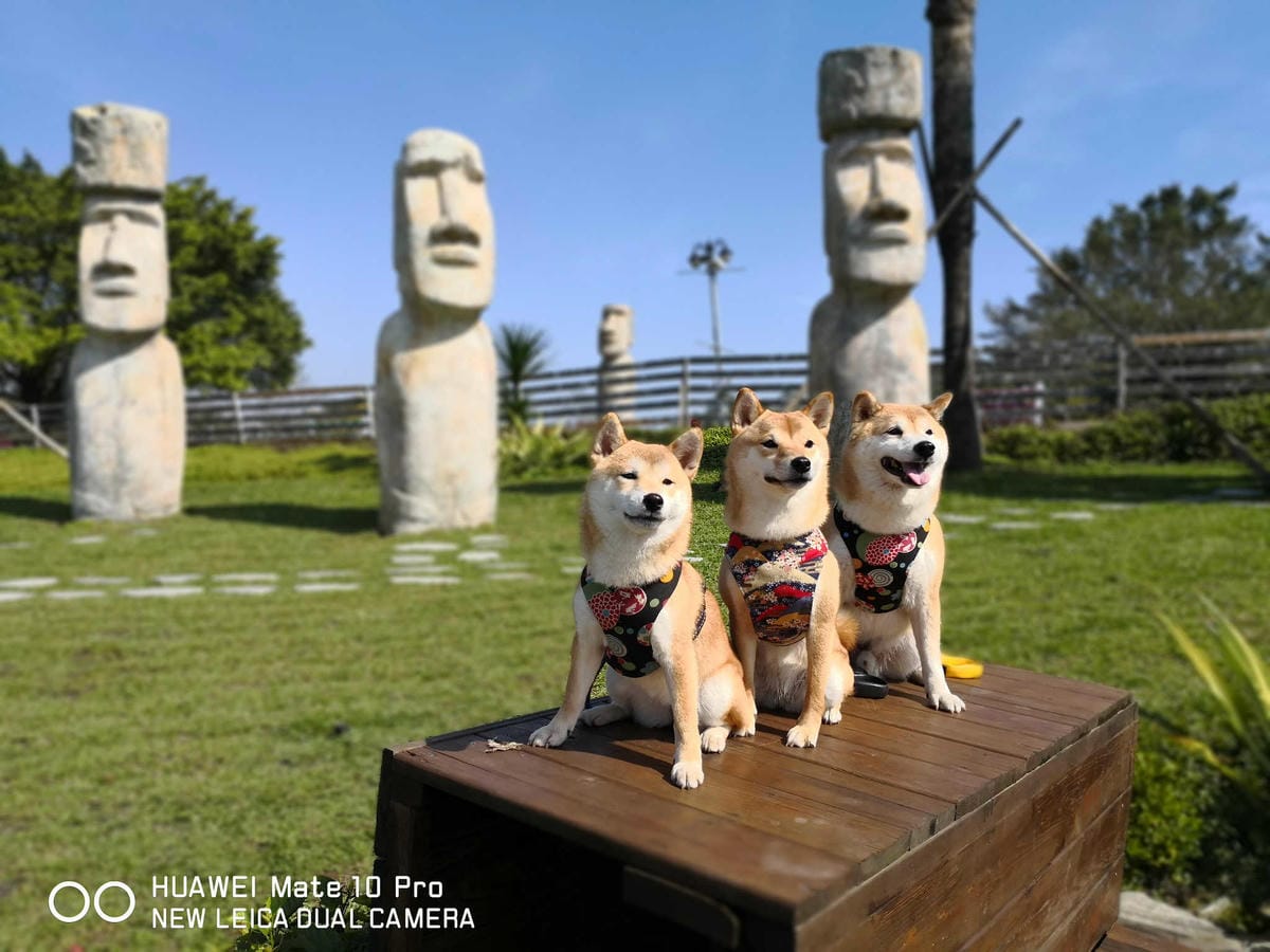 【遊。桃園】大溪花海農場〜打卡景點。復活節島的摩艾石像，帶毛小孩入花田賞花玩耍
