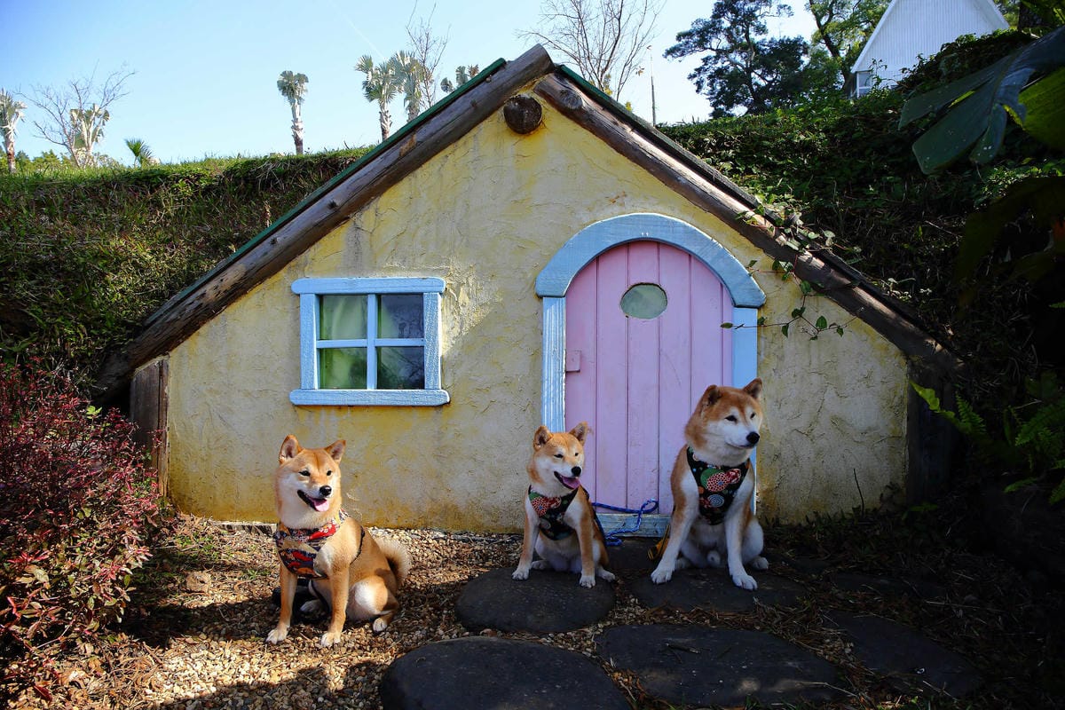 【遊。桃園】大溪花海農場〜打卡景點。復活節島的摩艾石像，帶毛小孩入花田賞花玩耍