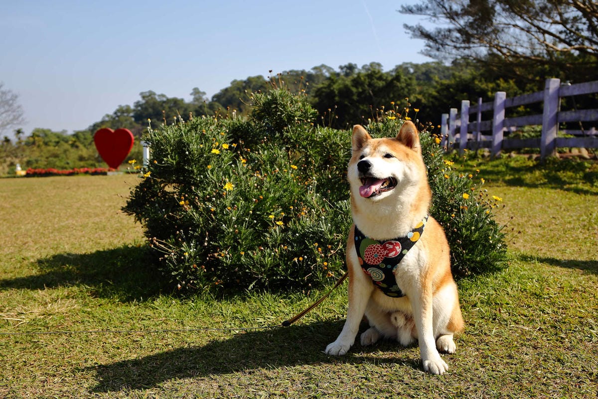 【遊。桃園】大溪花海農場〜打卡景點。復活節島的摩艾石像，帶毛小孩入花田賞花玩耍