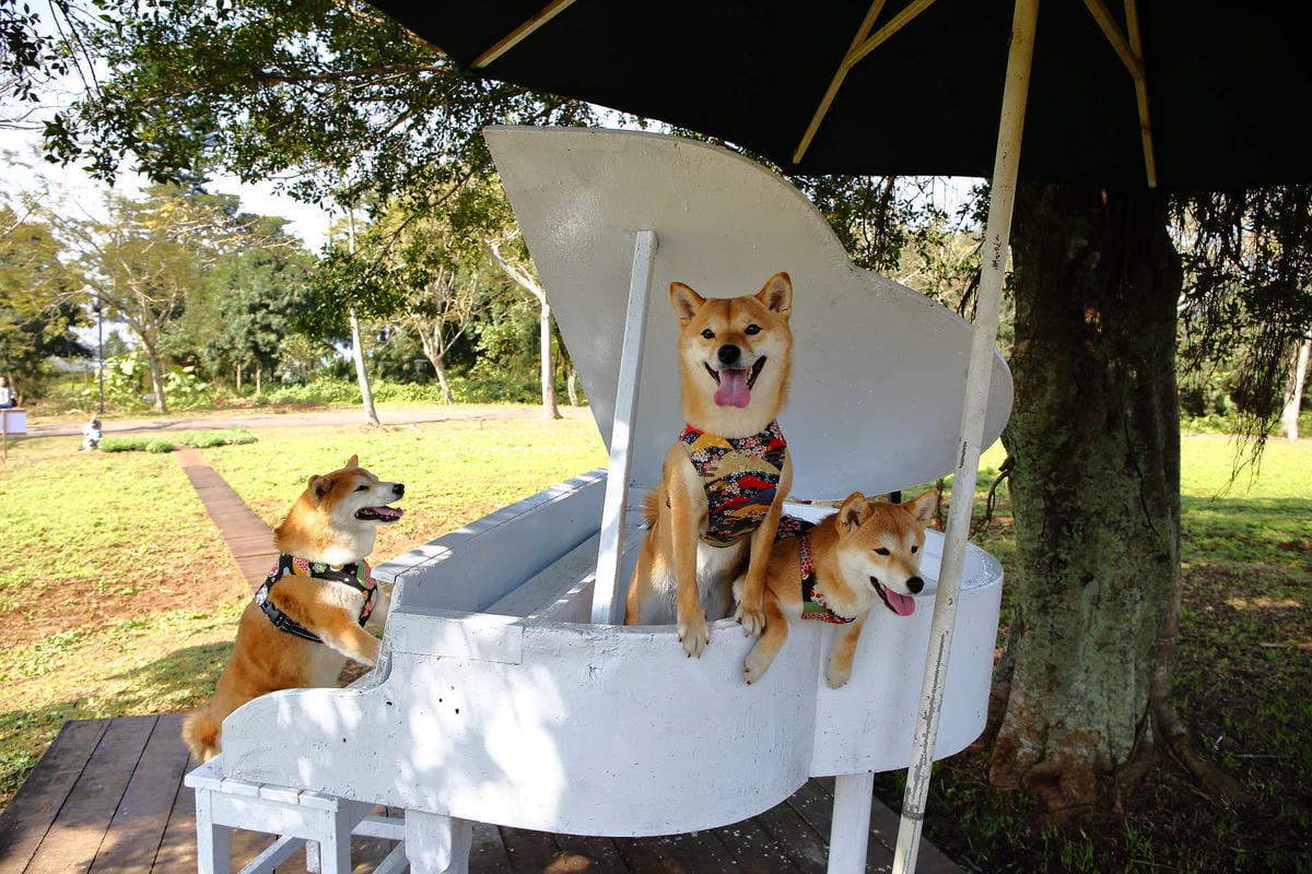 【遊。桃園】大溪花海農場〜打卡景點。復活節島的摩艾石像，帶毛小孩入花田賞花玩耍