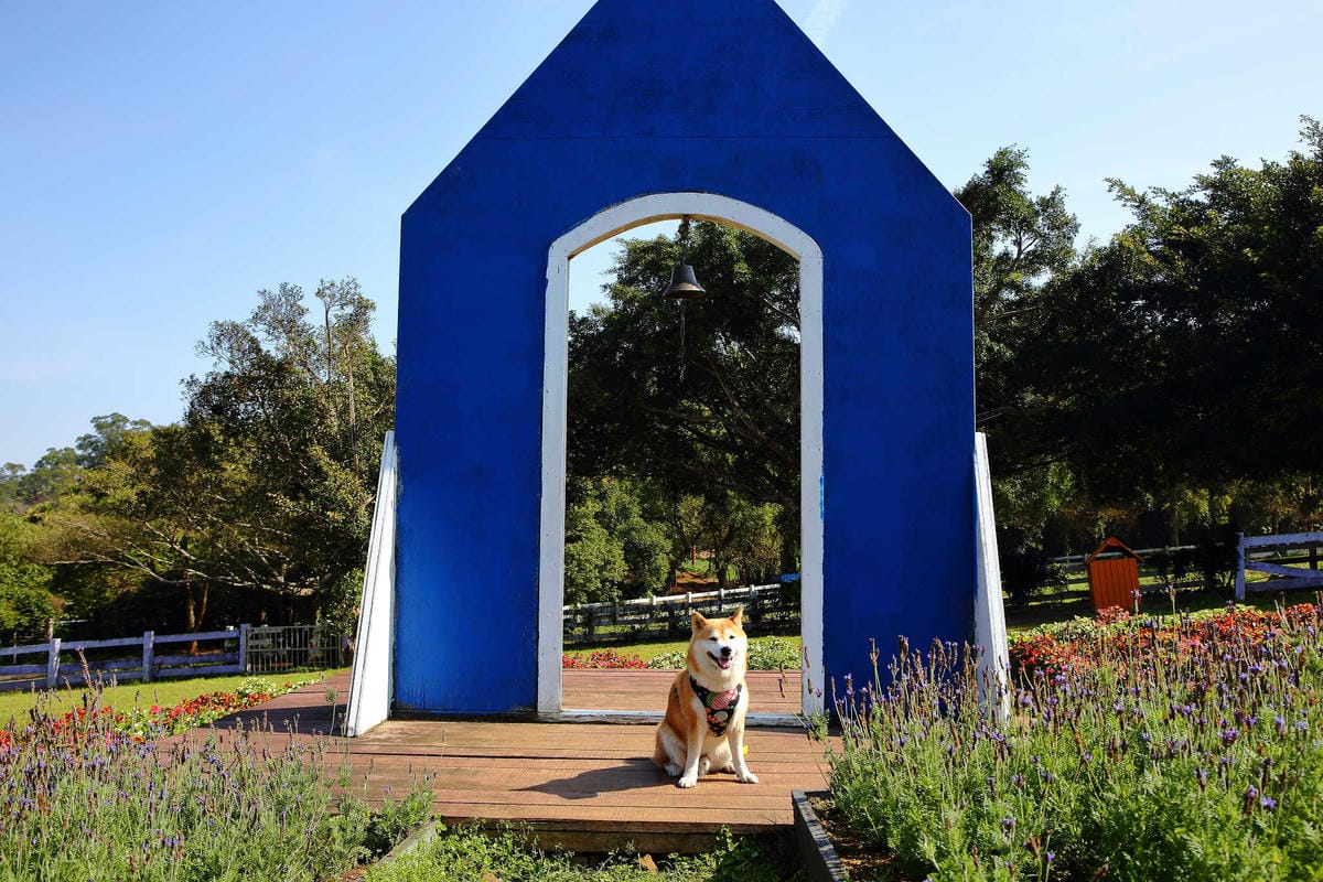 【遊。桃園】大溪花海農場〜打卡景點。復活節島的摩艾石像，帶毛小孩入花田賞花玩耍