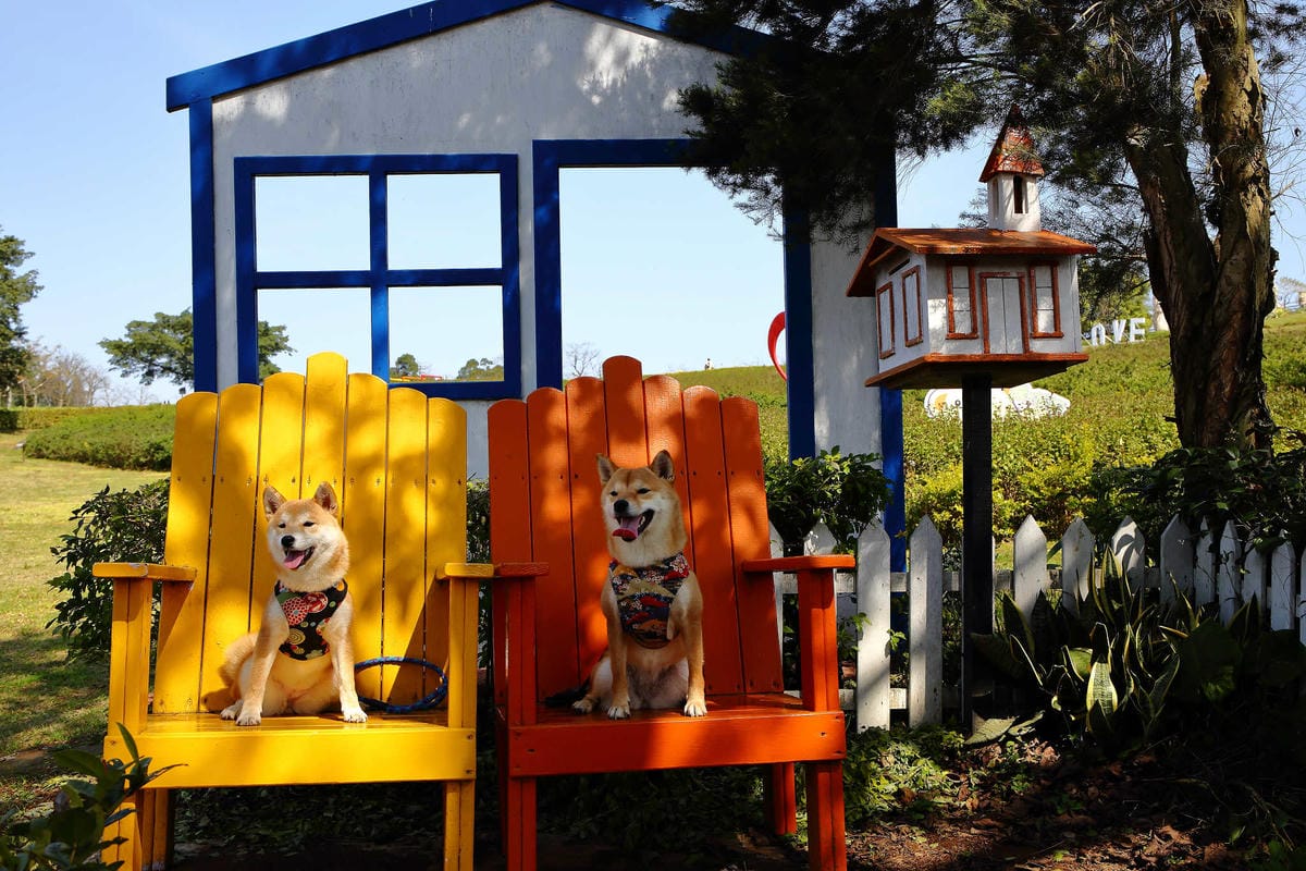 【遊。桃園】大溪花海農場〜打卡景點。復活節島的摩艾石像，帶毛小孩入花田賞花玩耍