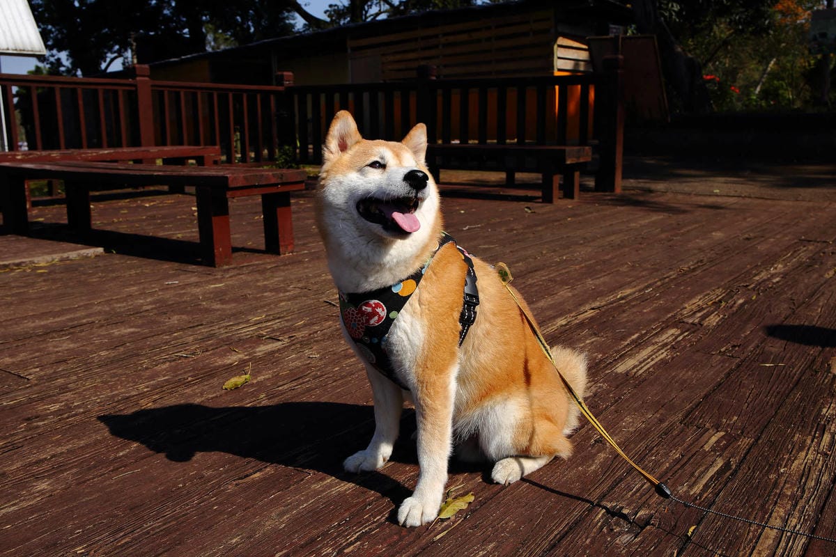【遊。桃園】大溪花海農場〜打卡景點。復活節島的摩艾石像，帶毛小孩入花田賞花玩耍