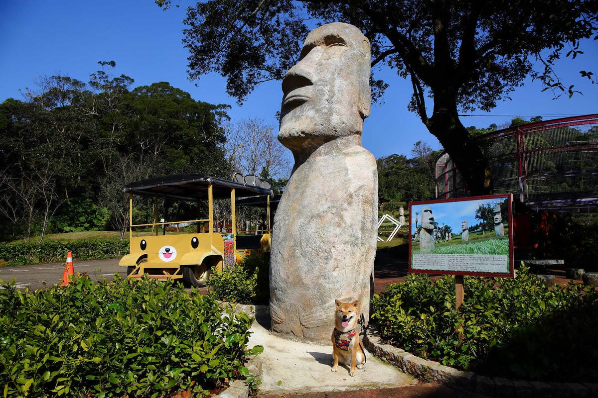 【遊。桃園】大溪花海農場〜打卡景點。復活節島的摩艾石像，帶毛小孩入花田賞花玩耍