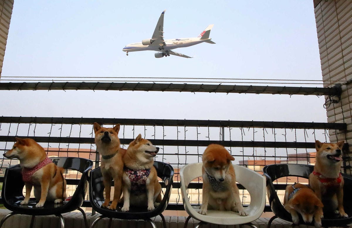 【食。桃園】大園101景觀餐廳〜桃園全新景觀餐廳。航空迷最愛！極光、燈海、飛機起降盡收眼底！(親子寵物友善餐廳)