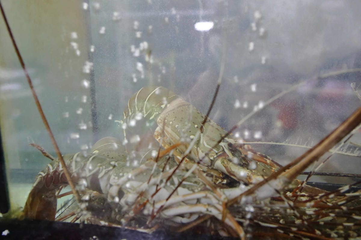 【食。桃園】森料理〜隱藏巷弄間美食推薦！低調奢華日本料理，精緻卻高貴不貴，C/P值大爆表，好吃到不要不要的