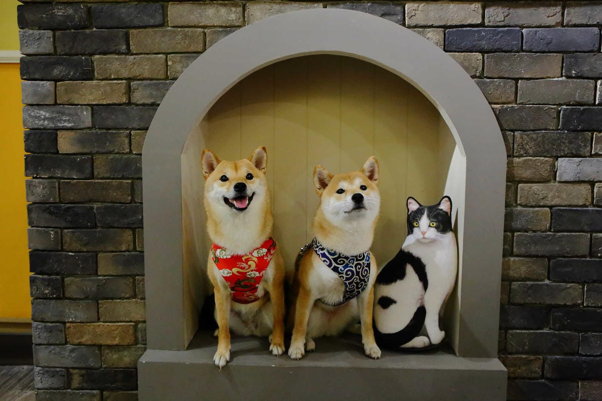 【食。永和】貓子曬太陽〜親子寵物友善餐廳。隱身巷弄的老宅且充滿歐風餐廳氛圍，CP值高的創意義式料理+早午餐